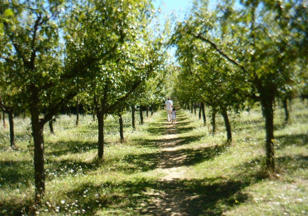 Pflaumengarten der Azienda Agricola San Benedetto 2013